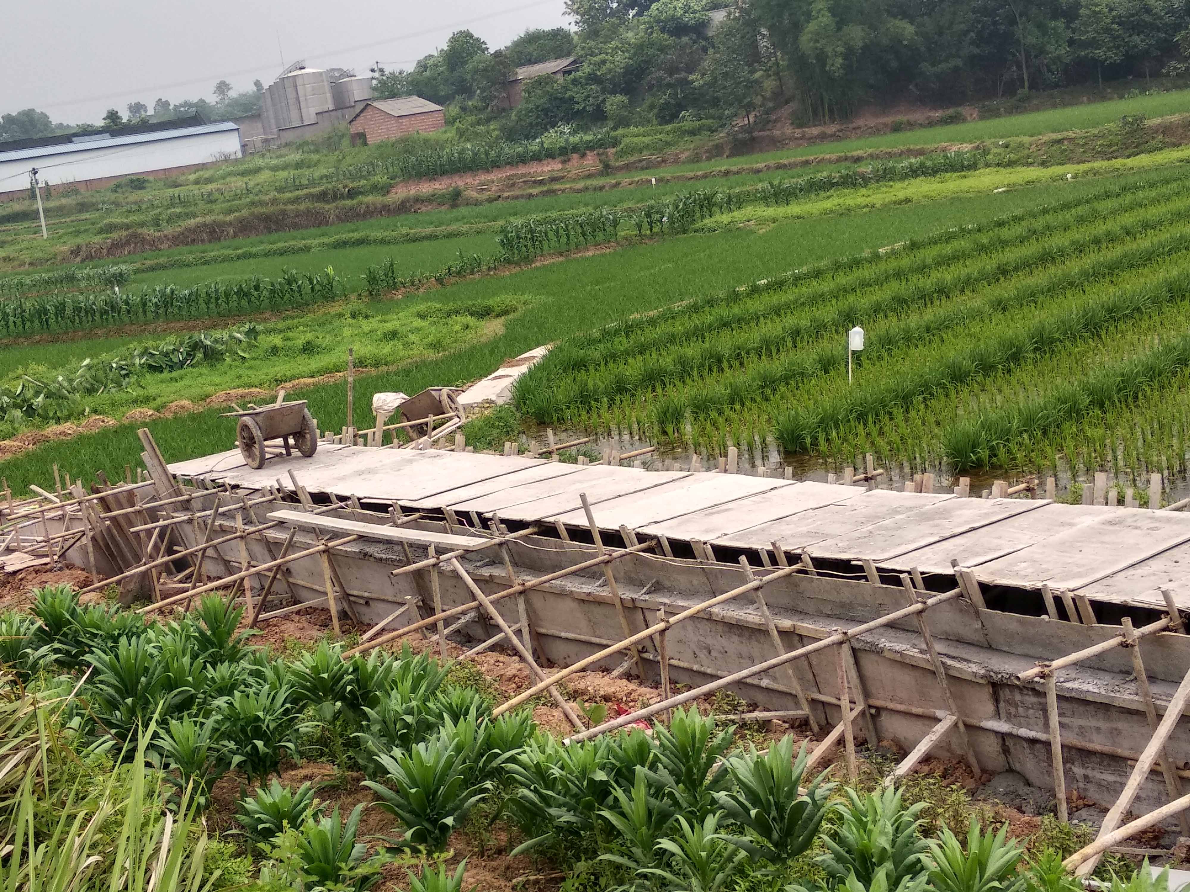 瀘縣雜交水稻制種基地建設(shè)項目